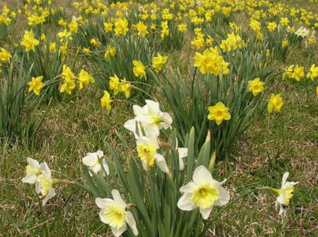 Yellow daffodils and white daffodils garden pictures.JPG