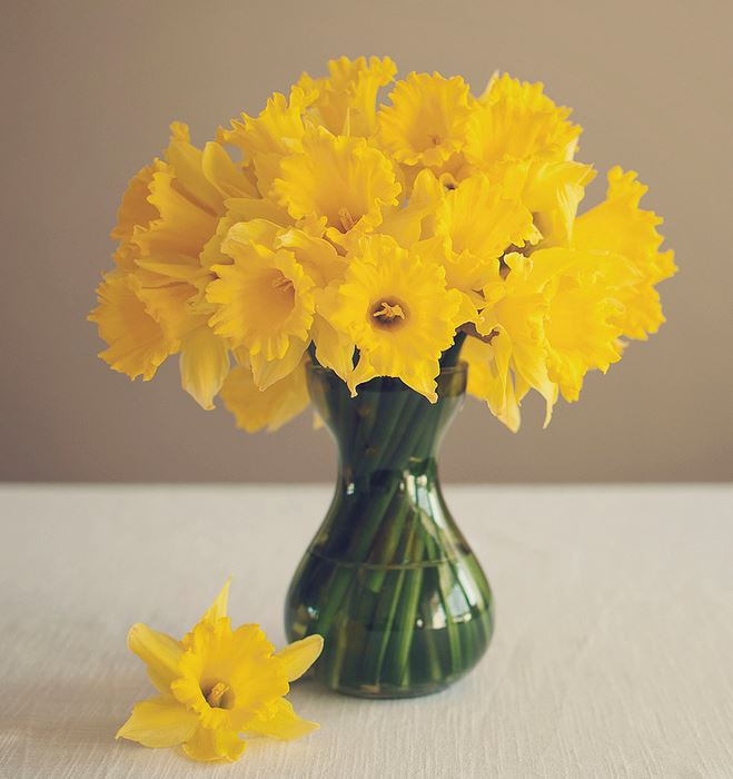 Yellow daffodils bouquet.JPG
