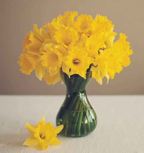Yellow daffodils bouquet.JPG