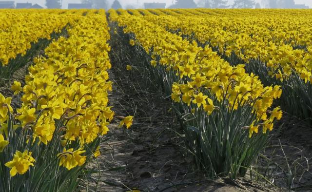 yellow daffodils farm fields pictures.JPG