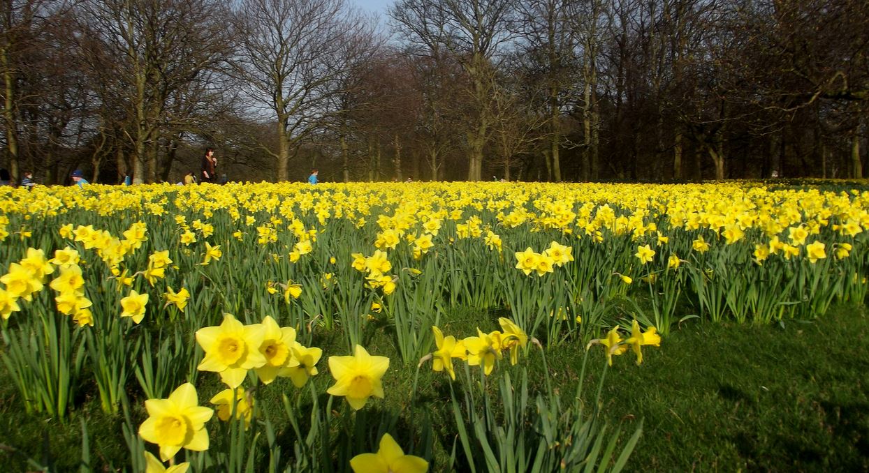 Yellow daffodils fields photos.JPG