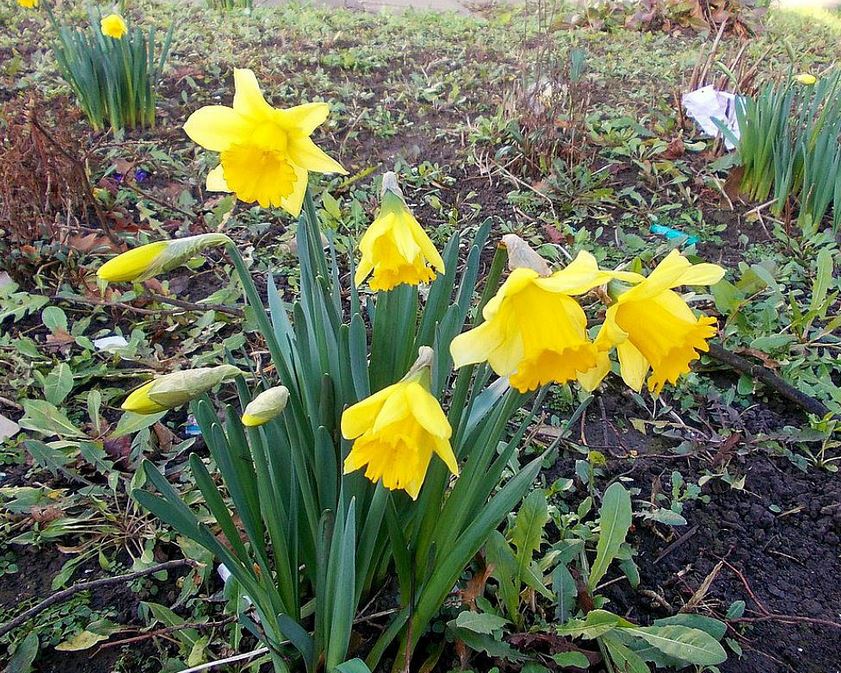 Yellow daffodils flowers in home garden.JPG
