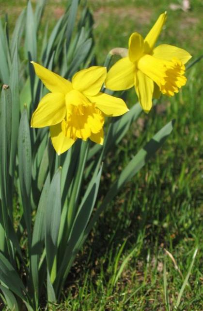 Yellow daffodils images.JPG