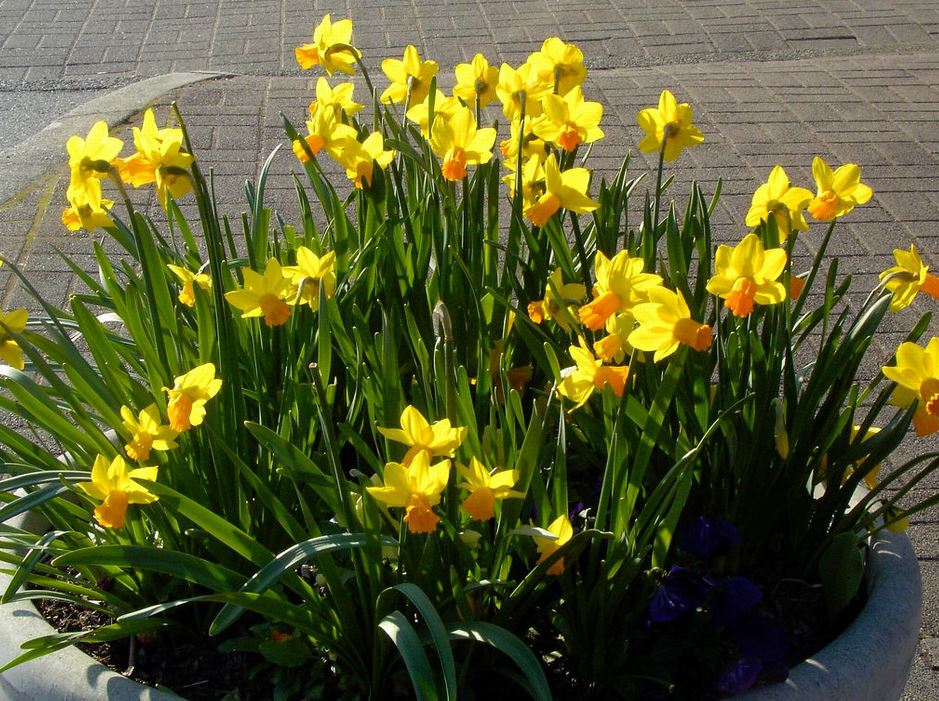 Yellow daffodils in large pots pictures.JPG
