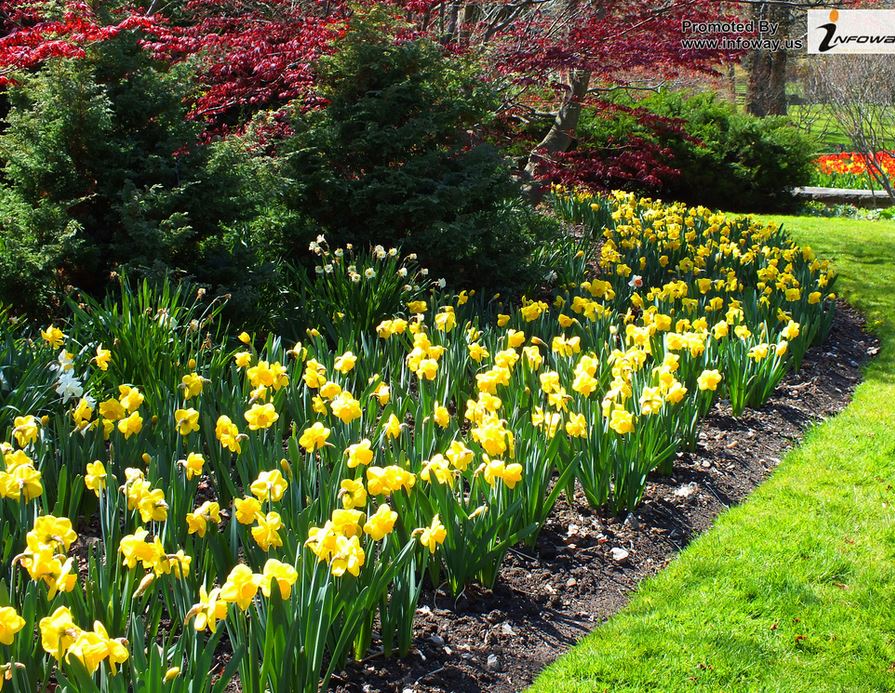 Yellow daffodils in nature garden.JPG
