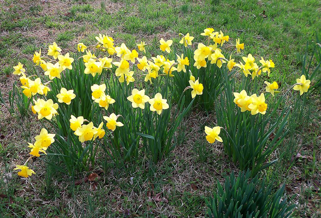Yellow daffodils photo.JPG