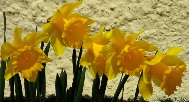 Yellow daffodils photos.JPG