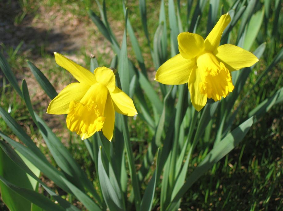 Yellow daffodils spring flowers pictures.JPG
