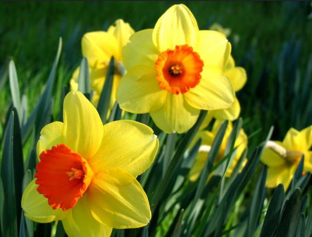 Yellow daffodils with orange centers photos.JPG