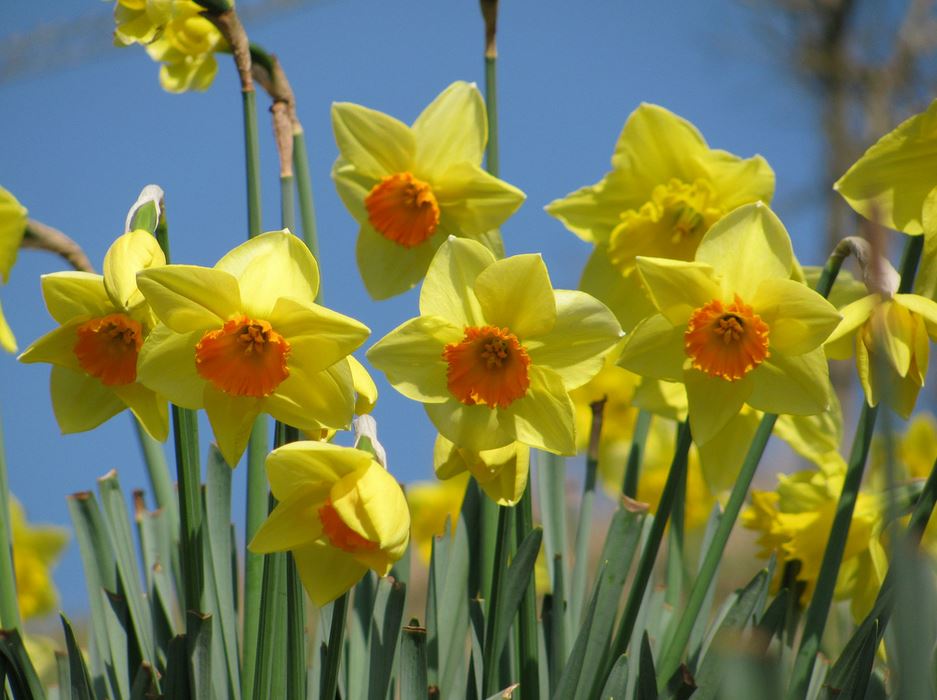 Yellow daffodils with orange centers.JPG