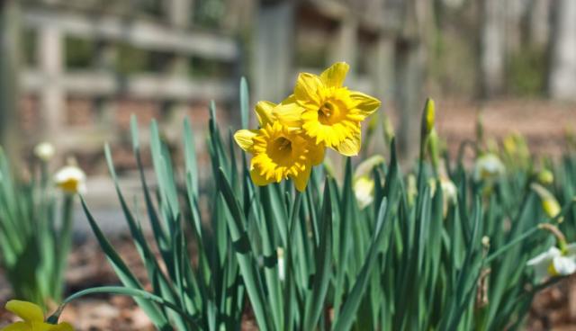 Yellow flowers garden photos of daffodils.JPG