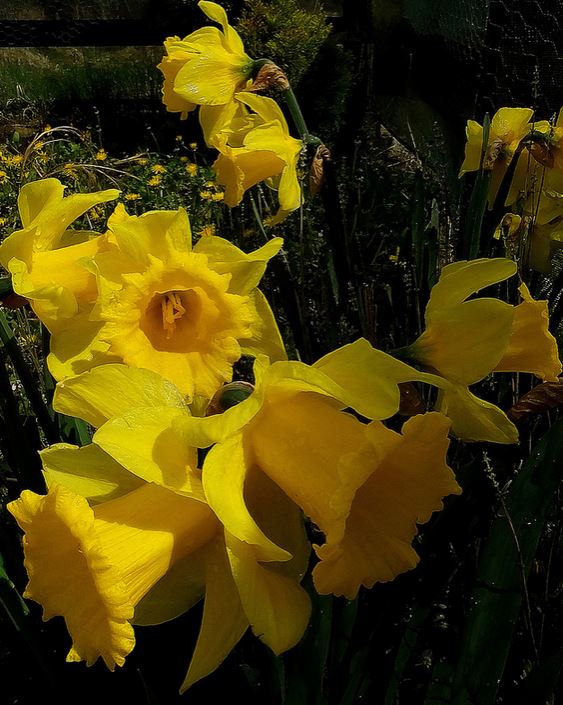 Yellow flowers garden pictures of daffodils.JPG