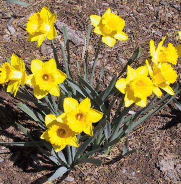 Yellow flowers pictures of daffodils.JPG