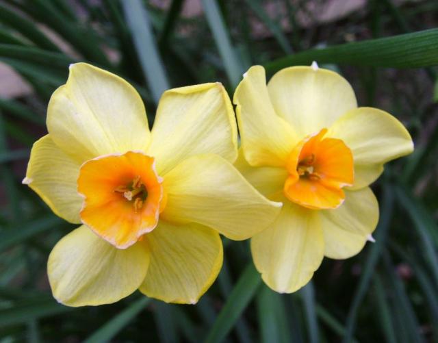 Yellow orange daffodils pictures.JPG