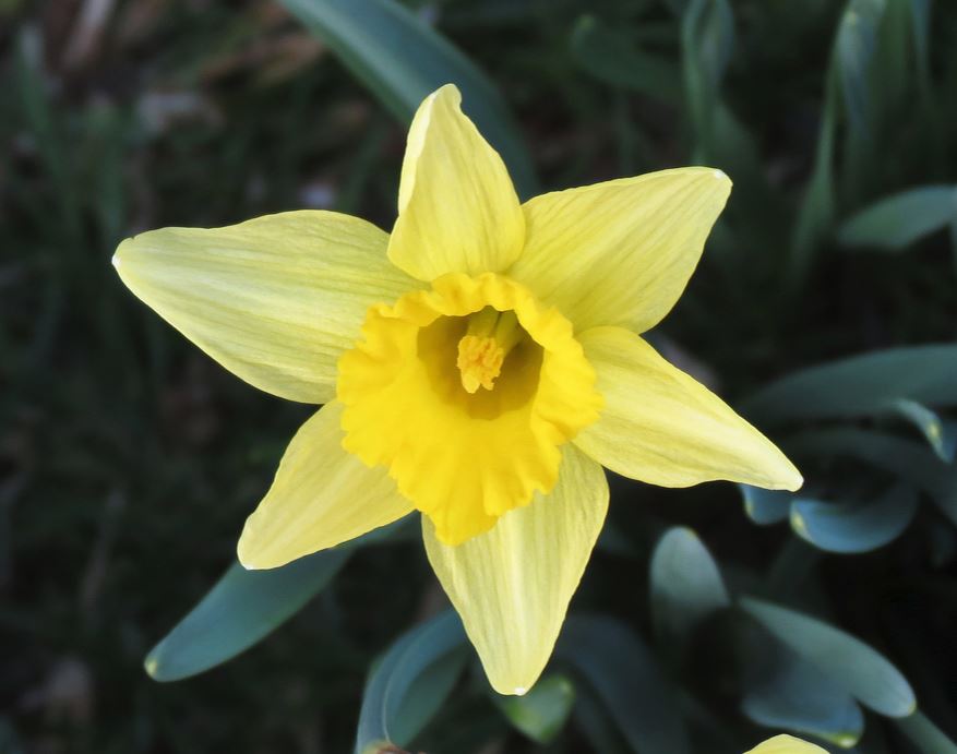 Yellow star flowers picture of daffodils.JPG