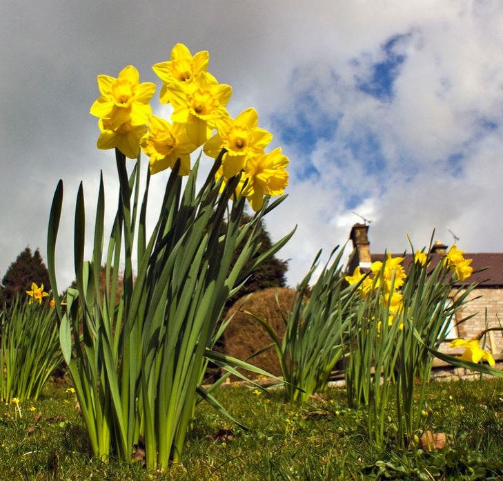 Yellow tall spring flowers pictures of daffodils.JPG