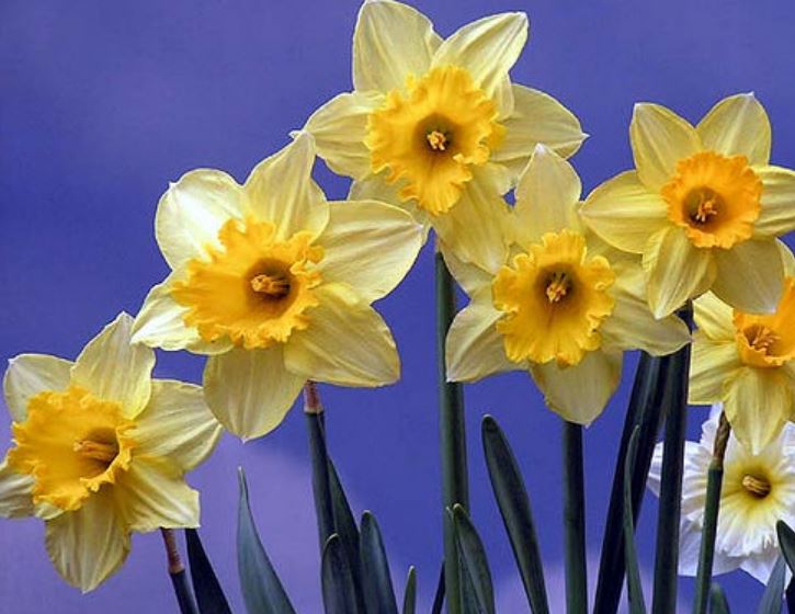 Yellow white Daffodils flowers pictures.JPG