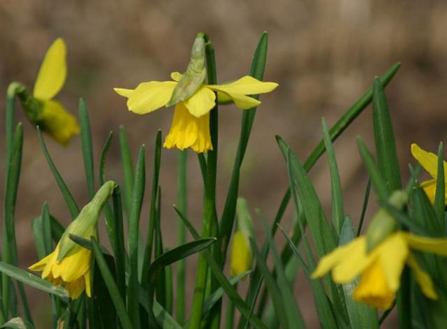 Young daffodils pictures.JPG