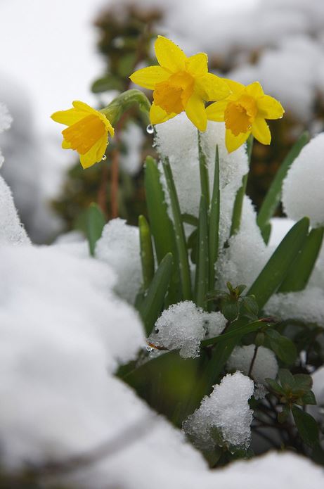 Winter flowers picture of daffodils blooming in snow.JPG