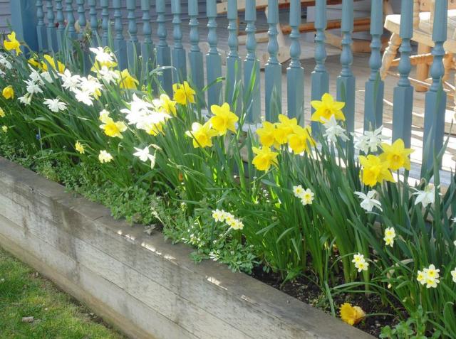 Winter pots flowers pictures of daffodils.JPG