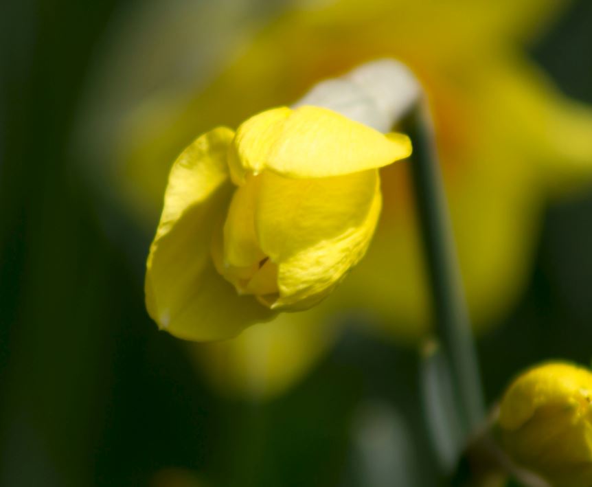 Yellow daffodil buds picture.JPG