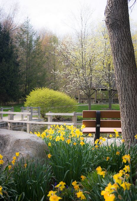 Yellow daffodil flowers photos.JPG