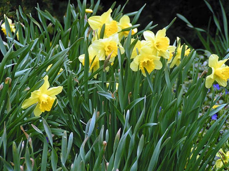 Beautiful spring flowers photos of yellow daffodils.JPG