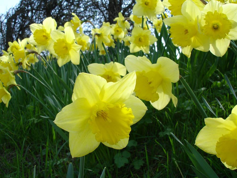 Beautiful spring flowers pictures of daffodils in yellow.JPG