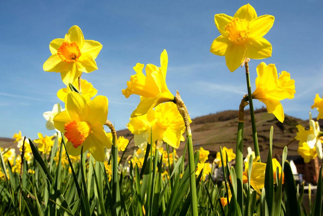 Beautiful spring flowers with full of daffodils.JPG