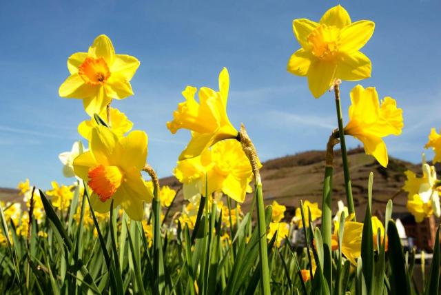 Beautiful spring flowers with full of daffodils.JPG