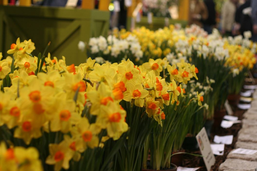 Beautiful spring garden with full of gorgeous daffodils.JPG