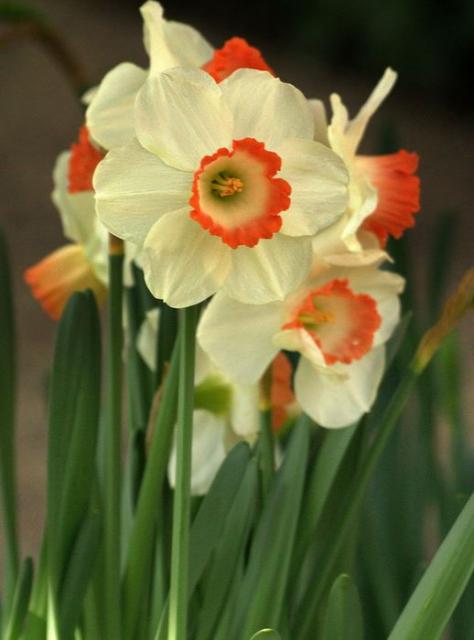 Beautiful winter flowers in white and orange centers.JPG
