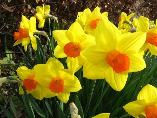 Beautiful winter flowers picture of yellow daffodils with orange centers.JPG