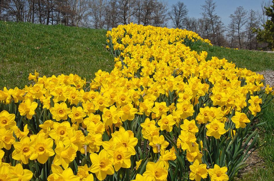 Beautiful yellow daffodils fields pictures.JPG