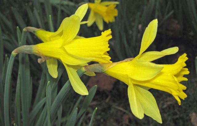 Bell shaped flowers picture of daffodils in yellow.JPG