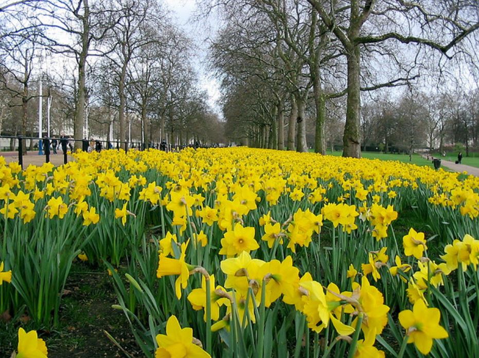 City garden with full of beautiful bright yellow daffodils.JPG