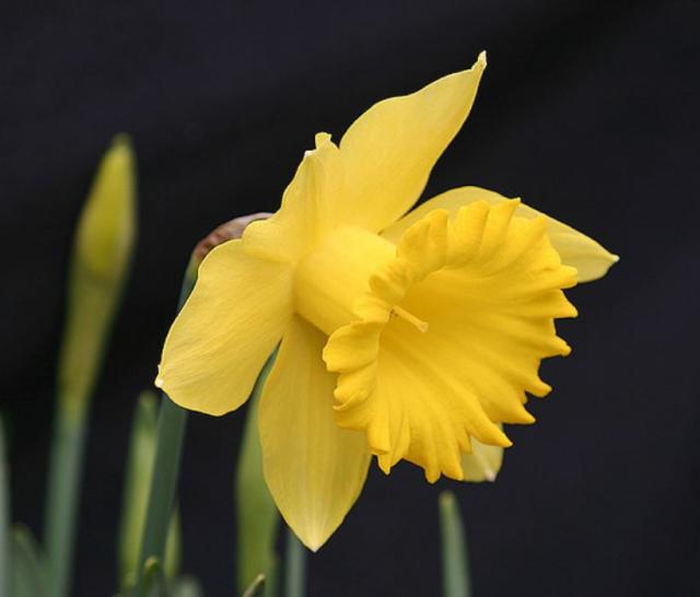 Close up photos of bright yellow daffodil.JPG