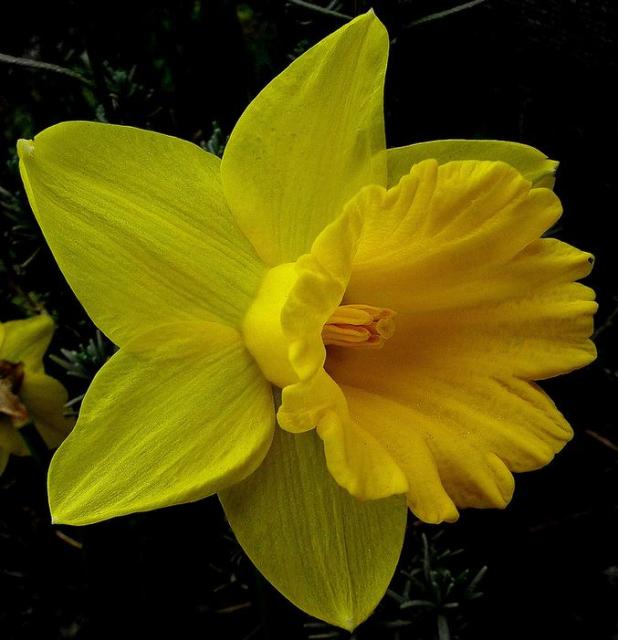 CLose up picture of a beautiful yellow daffodil flower.JPG