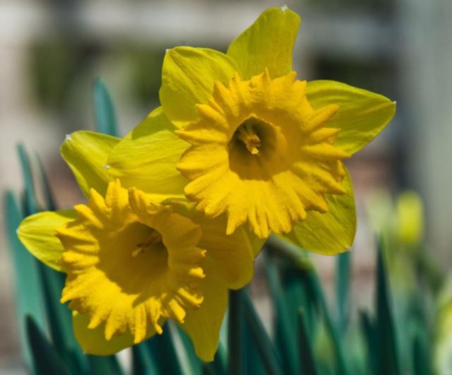 Close up pictures of beautiful daffodils in bright yellow.JPG