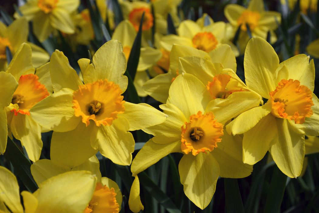Close up pictures of daffodils fields.JPG
