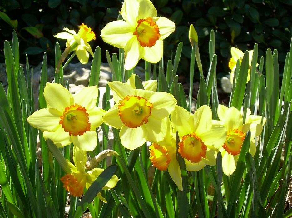 Close up pictures of spring flowers daffodils.JPG