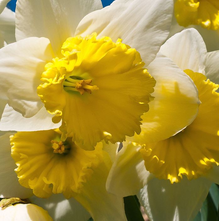 Closed up photo of yellow daffodils.JPG