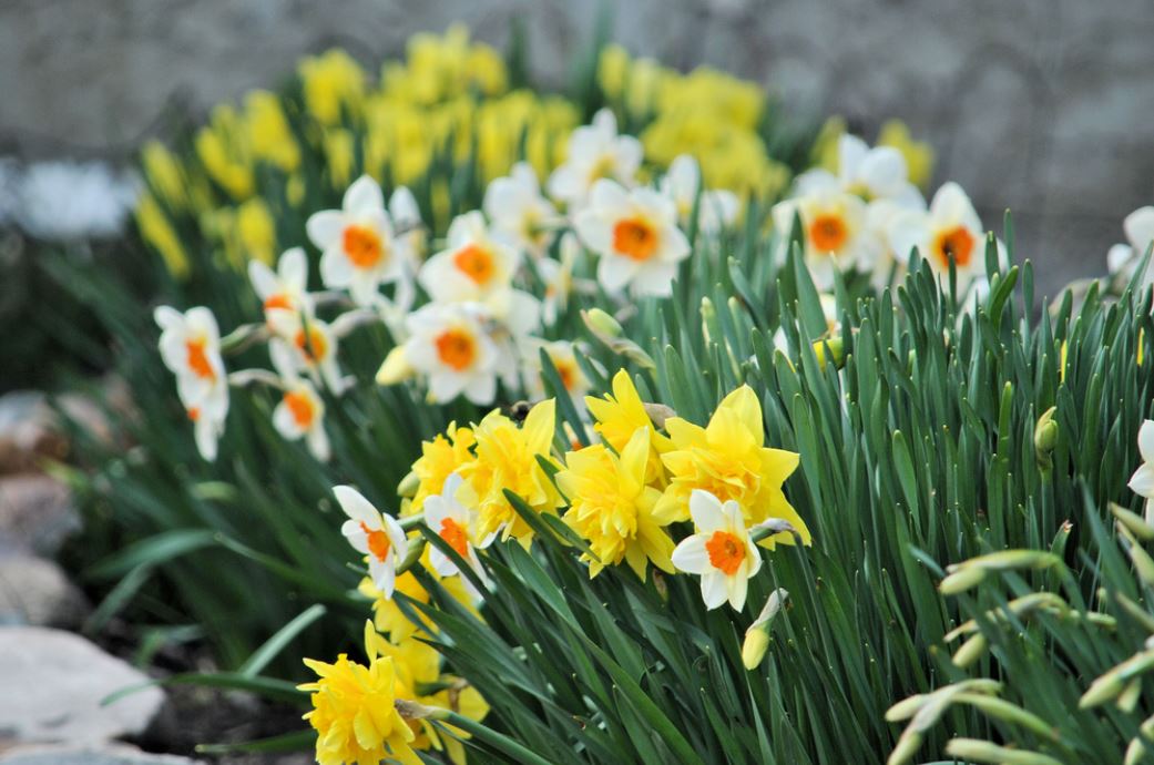 Cold weather flowers photos of daffodils in yellow and white.JPG