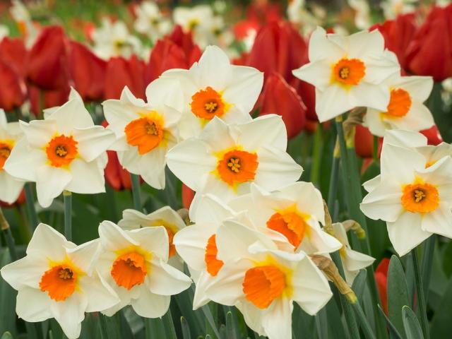 Colorful spring flowers field photos.JPG
