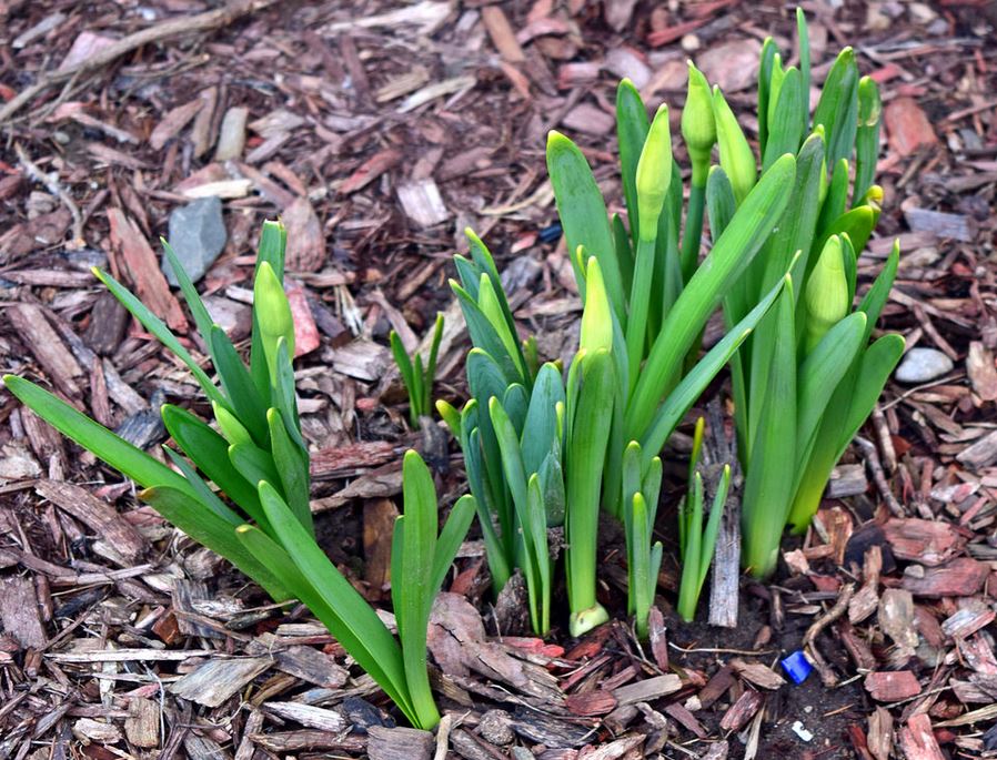 Daffodil buds pictures.JPG
