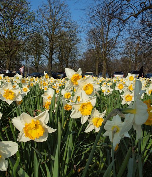 Daffodils fields pictures.JPG