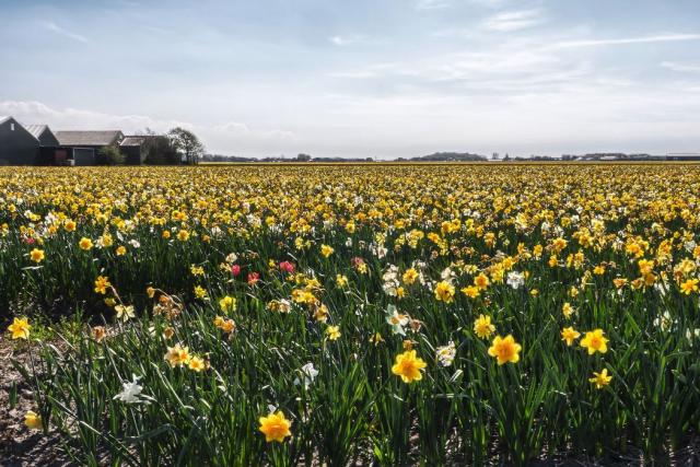 Daffodils flowers fields pictures.JPG