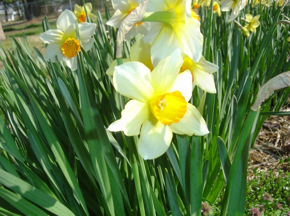 Garden spring flowers with white daffodils with yellow centers.JPG