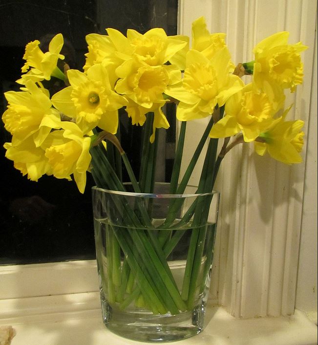 Home bouquet in glass with yellow daffodils.JPG