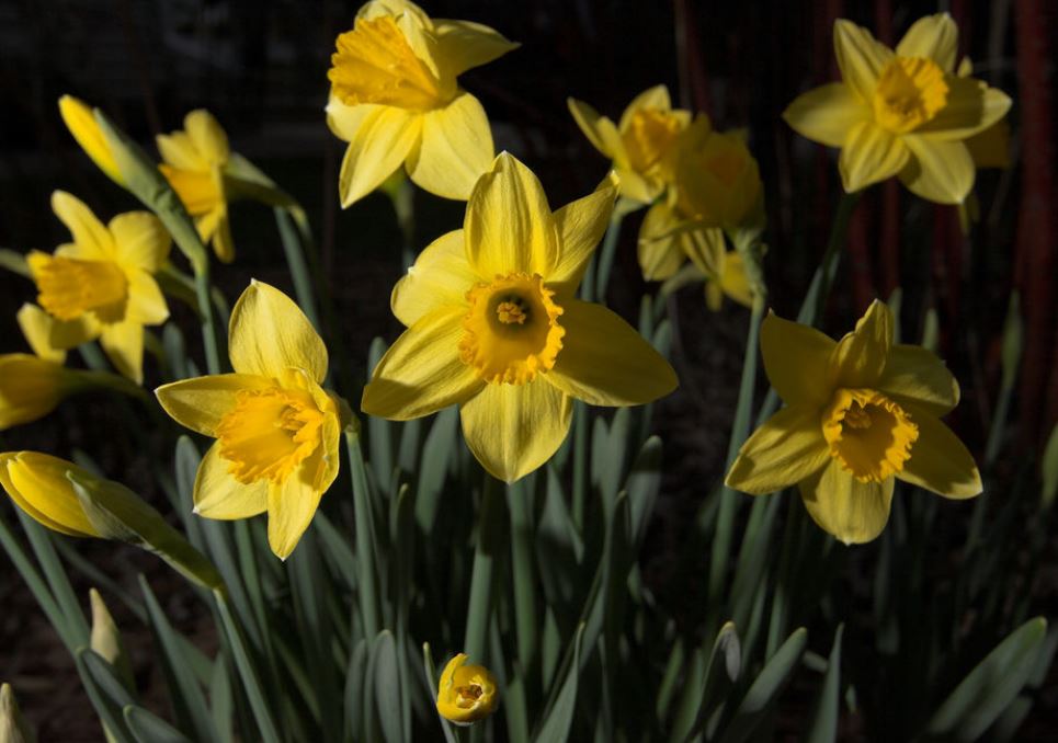 Images of yellow daffodils.JPG